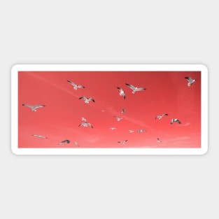 Seagulls in the sky, living coral pantone color 2019 Sticker